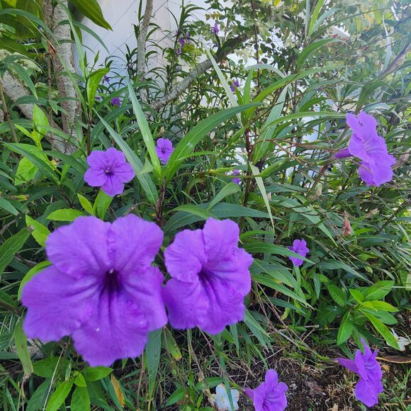 7 Purple Flowering Mexican Petunia (Ruellia simplex) Unrooted Stem Cuttings x 3 - Picture 5 of 6